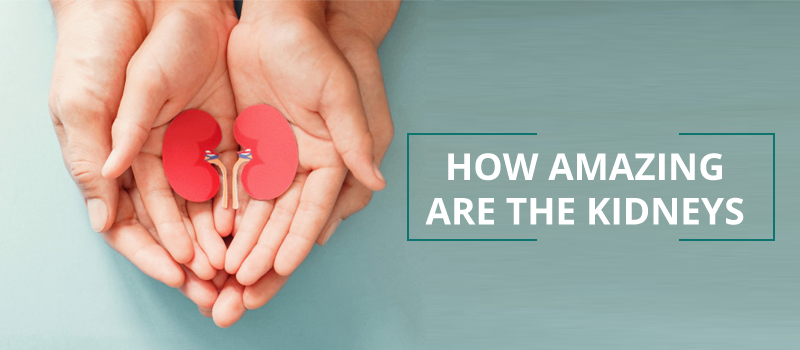 How amazing are the Kidneys..!